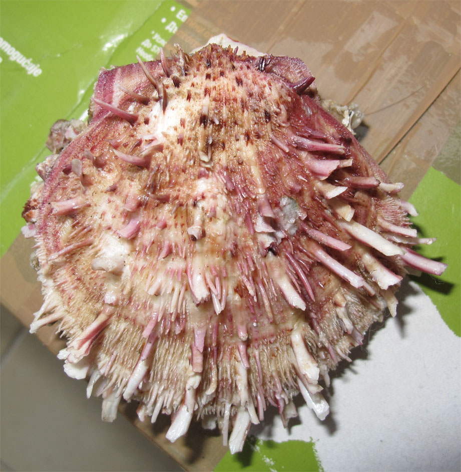 Spondylus cevikeri